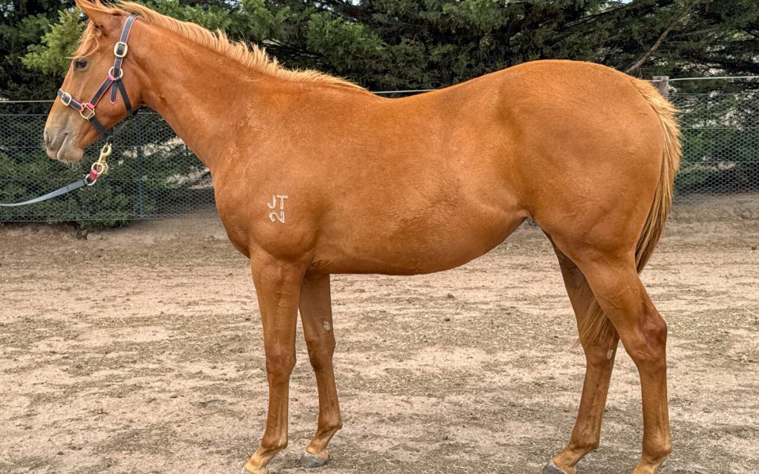 Doubtland – Jadeen Filly