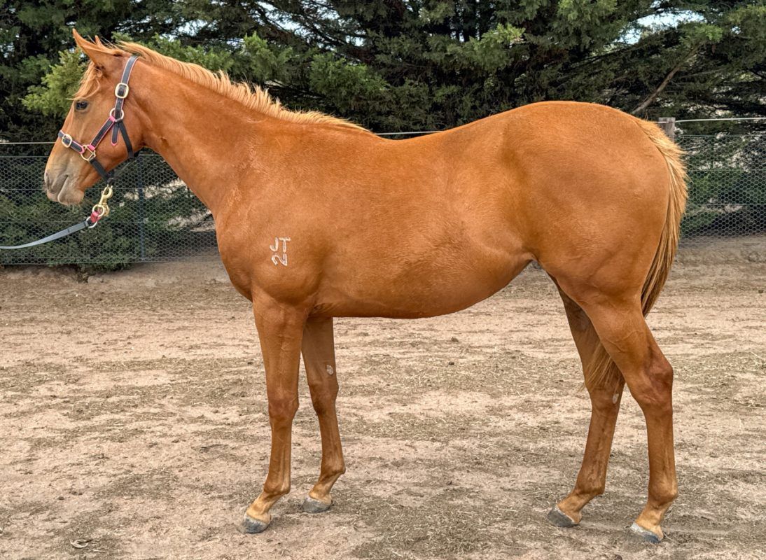 Doubtland – Jadeen Filly