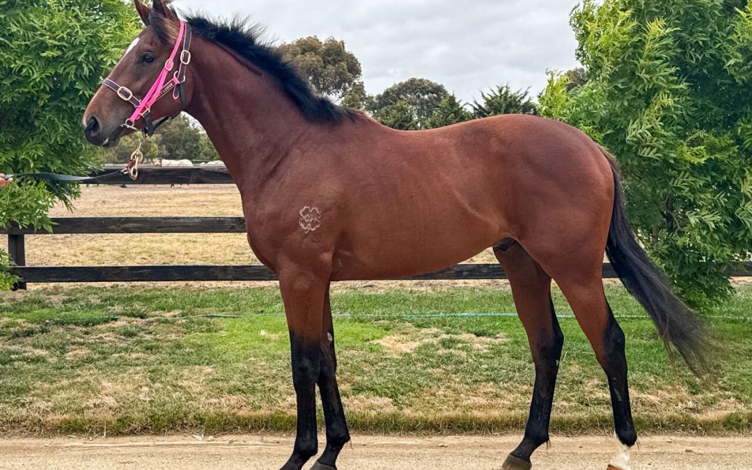 Magnus – Le Grand Cru Gelding