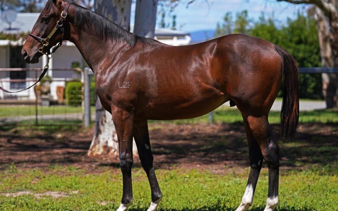 Wooded X Our Fun Colt
