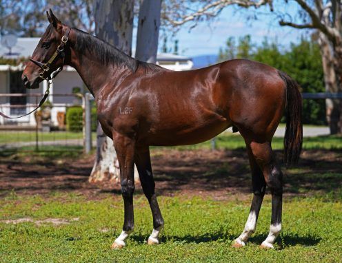 Wooded X Our Fun Colt