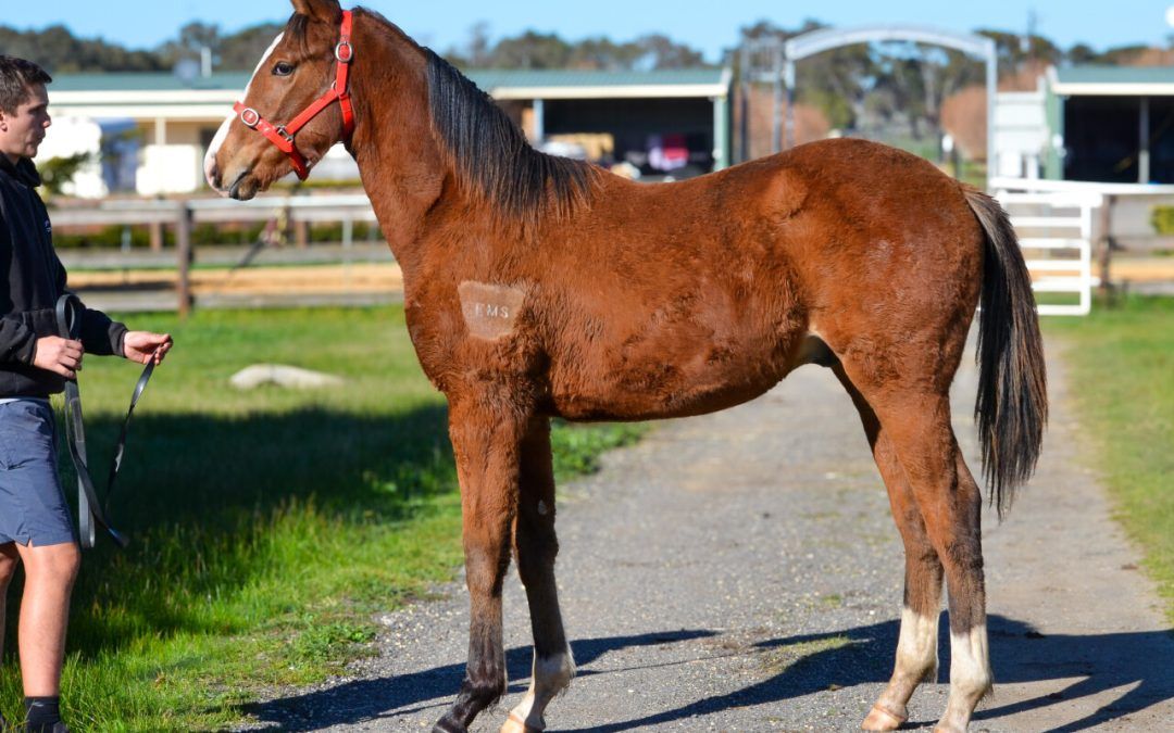 Cosmic Force X Bjorn Pretty Colt