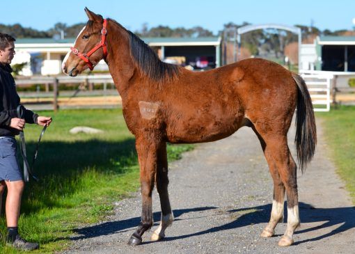 Cosmic Force X Bjorn Pretty Colt