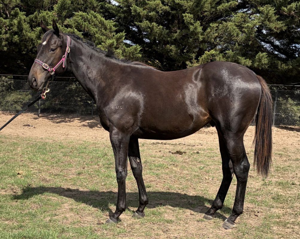 Wooded X Occultation Colt