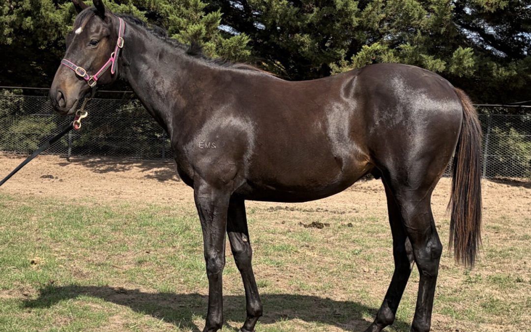 Wooded X Occultation Colt