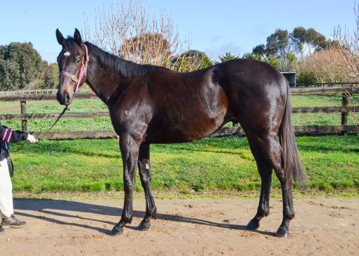 Wooded X Occultation Colt