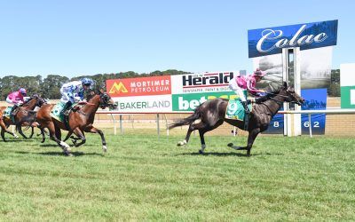 Brutify rewards patient owners