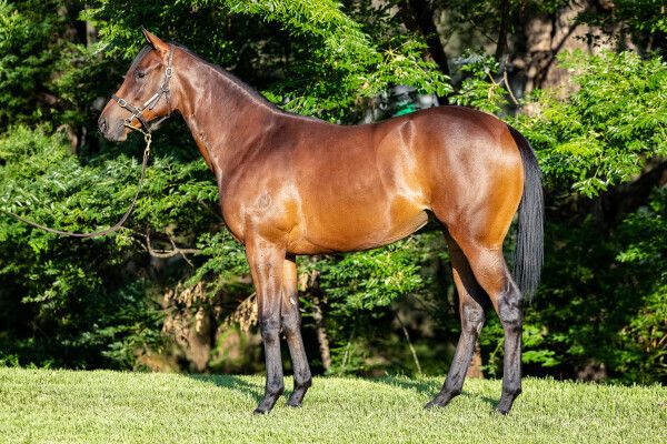 Toronado X Long Beach Filly