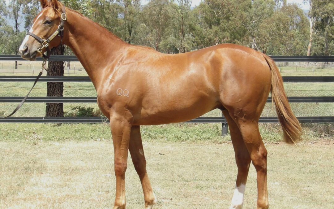 Bivouac X Chocolicious Colt