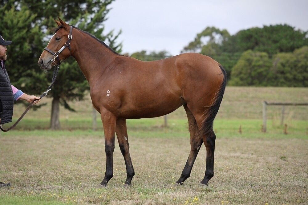 Tagaloa – Kimberley Spirit Filly