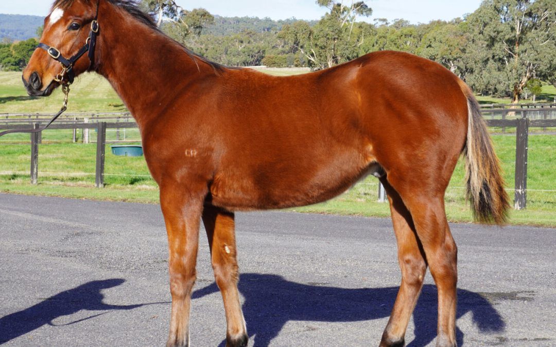 Shamus Award X Good And Proper Colt