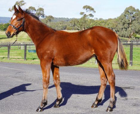 Shamus Award X Good And Proper Colt