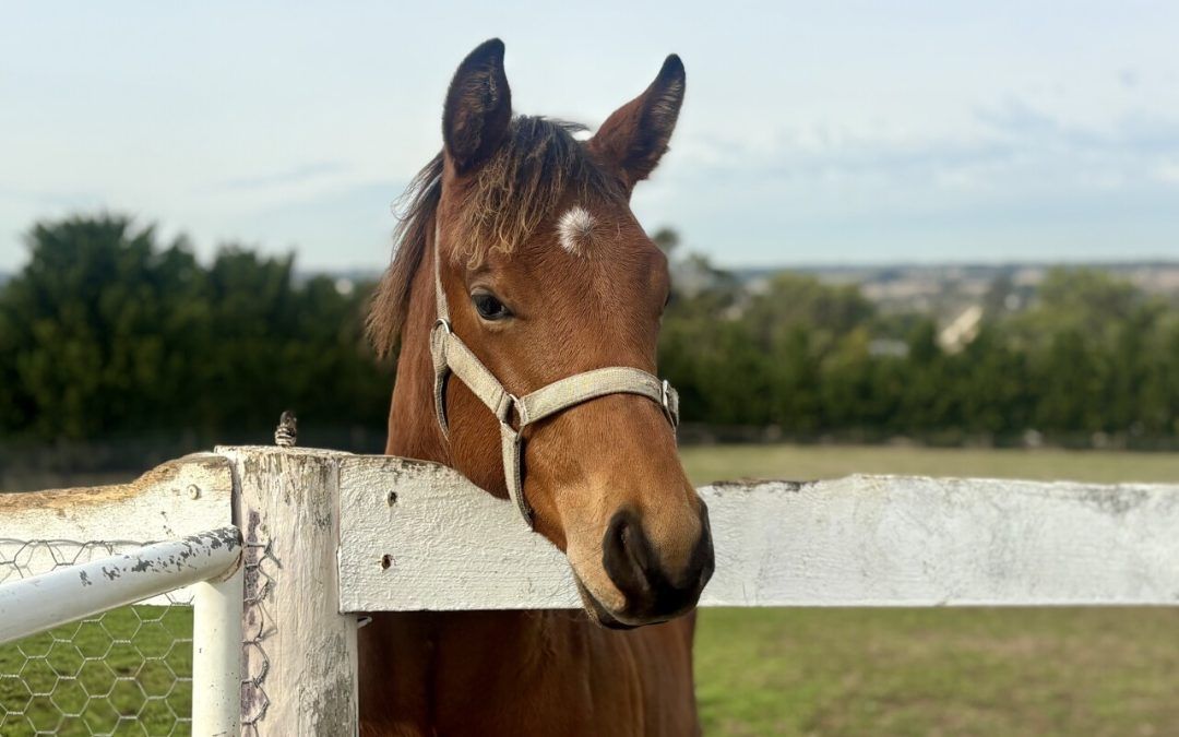 Pride Of Dubai X Bjorn Pretty Colt