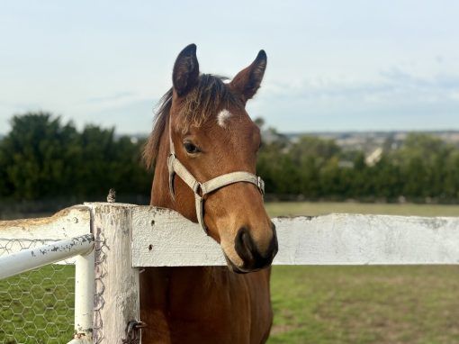 Pride Of Dubai X Bjorn Pretty Colt