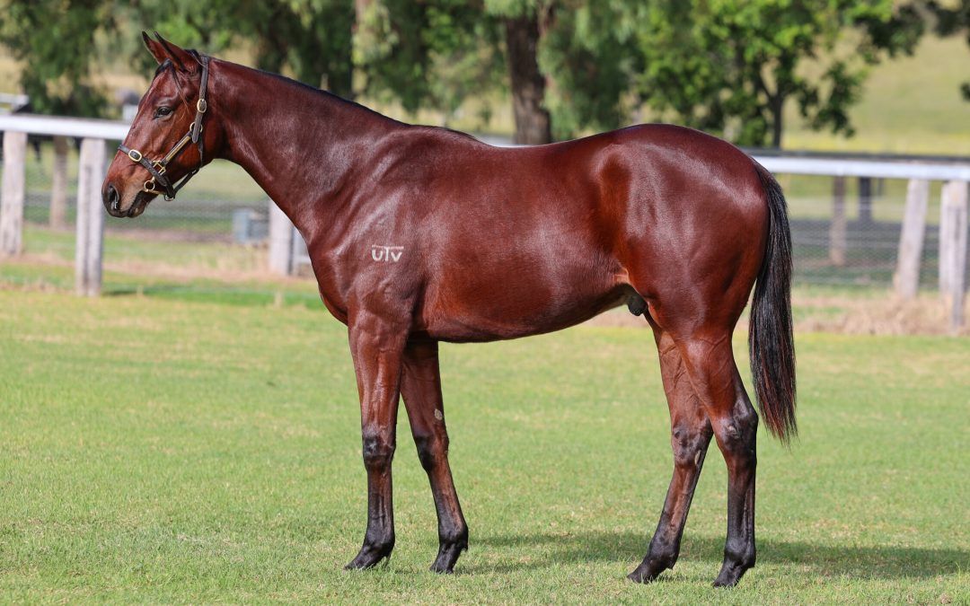Profiteer X I’m With Flex Colt