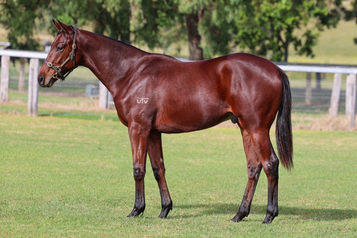 Profiteer X I’m With Flex Colt