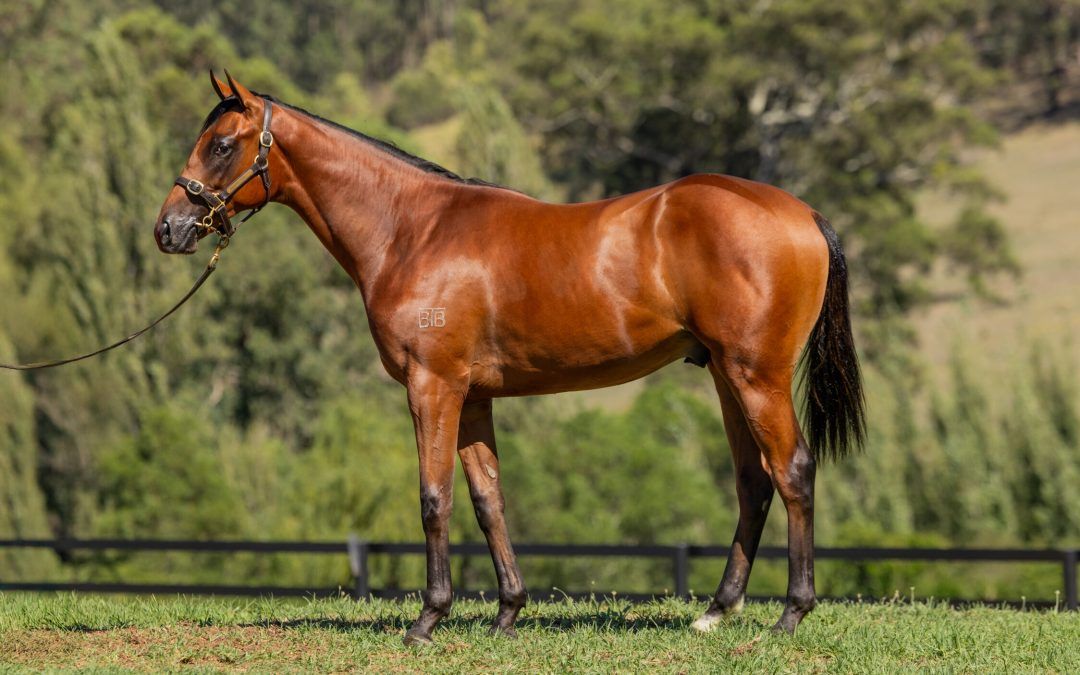 Graff X Celabitofkandi Colt