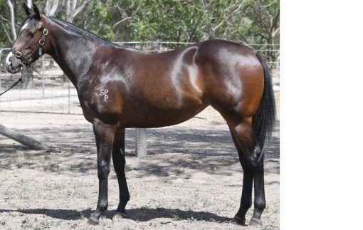 Extreme Warrior X Boombox Babe Filly