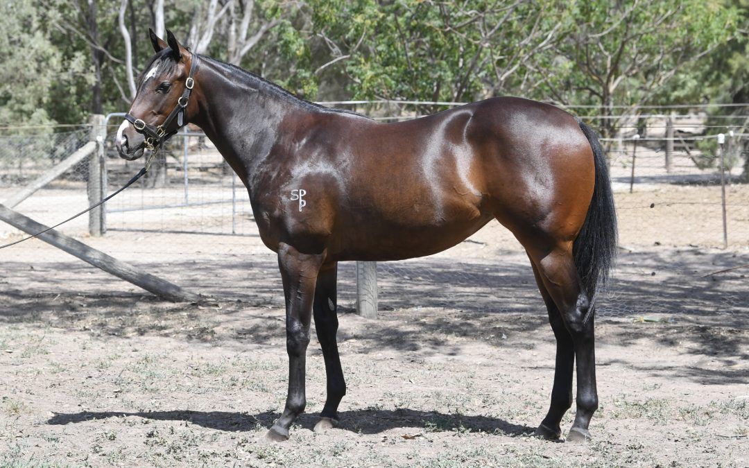 Extreme Warrior X Boombox Babe Filly