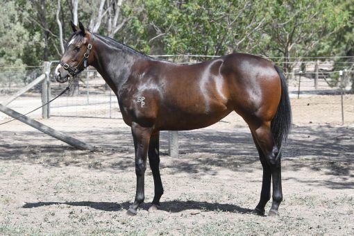 Extreme Warrior X Boombox Babe Filly