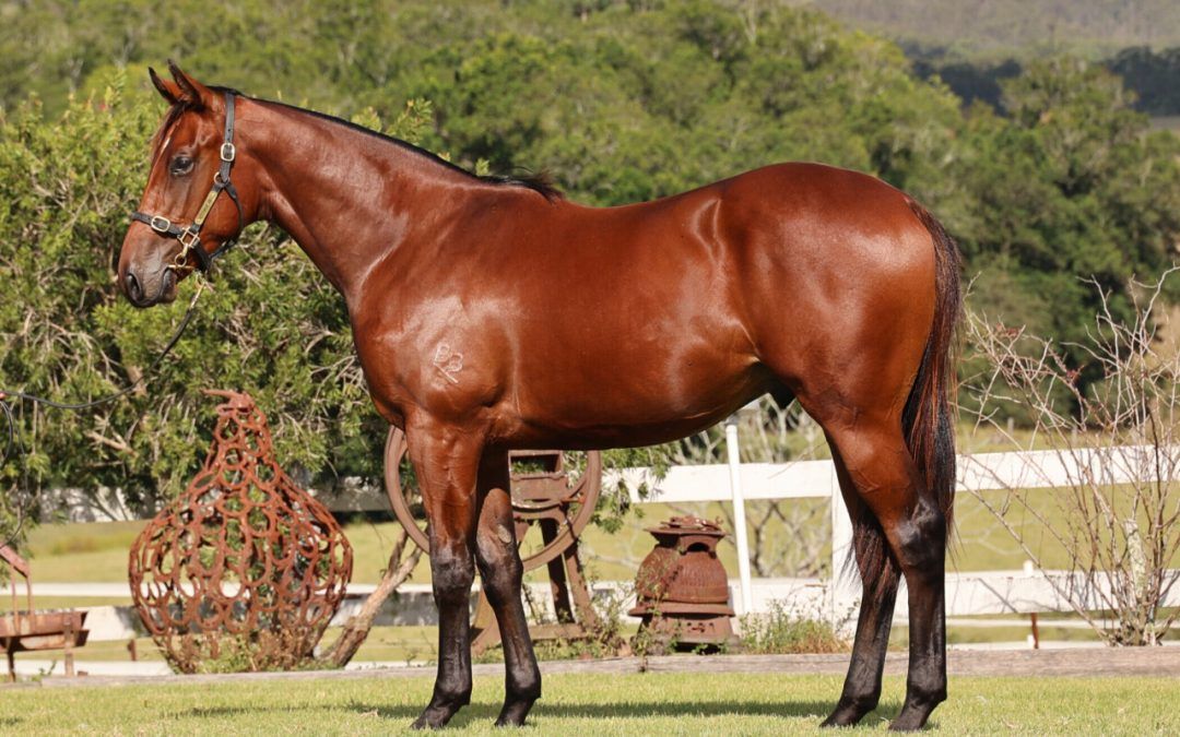 Acrobat – Sunsuzie Colt