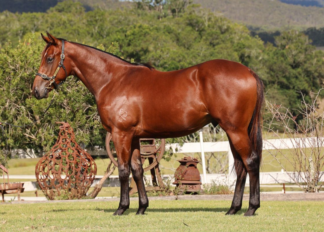 Acrobat – Sunsuzie Colt