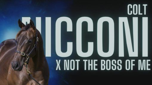 Nicconi x Not The Boss of Me