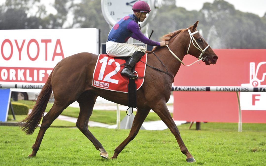 The Irish distance horse Marsabit Metropolitan Saturday win at Rosehill was a highlight for the Danny William's team in the 2022/23 Racing Season