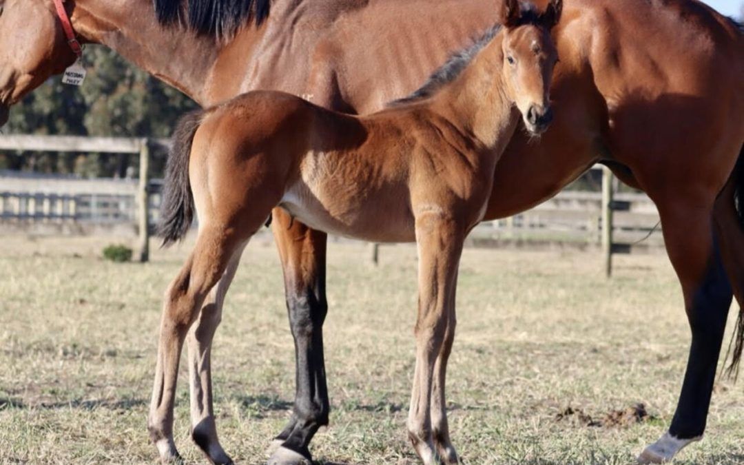 Un-named (Shamus Award – Mustang Mary)