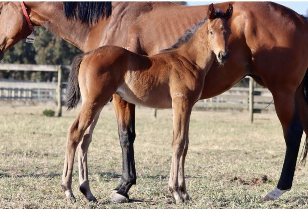 Un-named (Shamus Award – Mustang Mary)