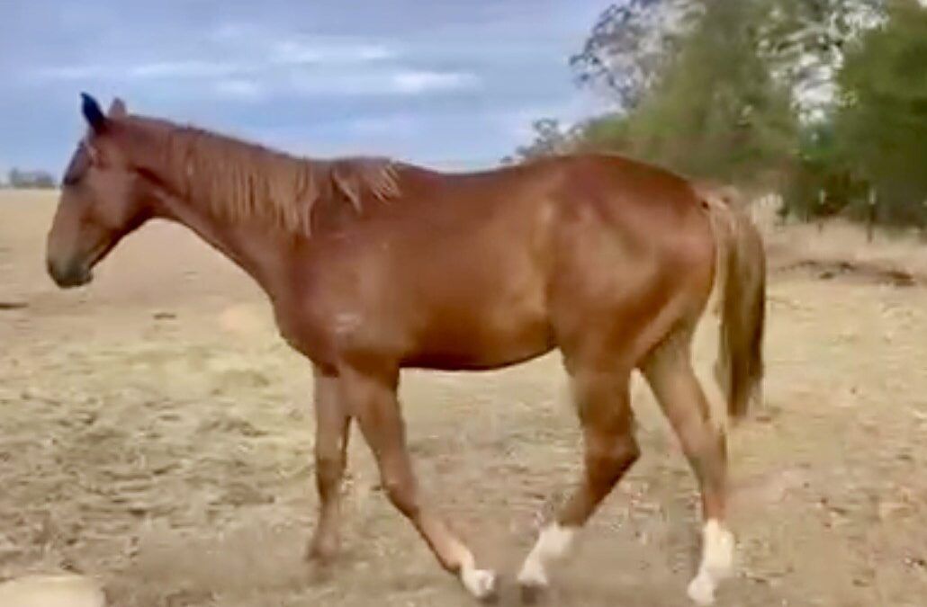 Un-named (Prized Icon – Tugboat)