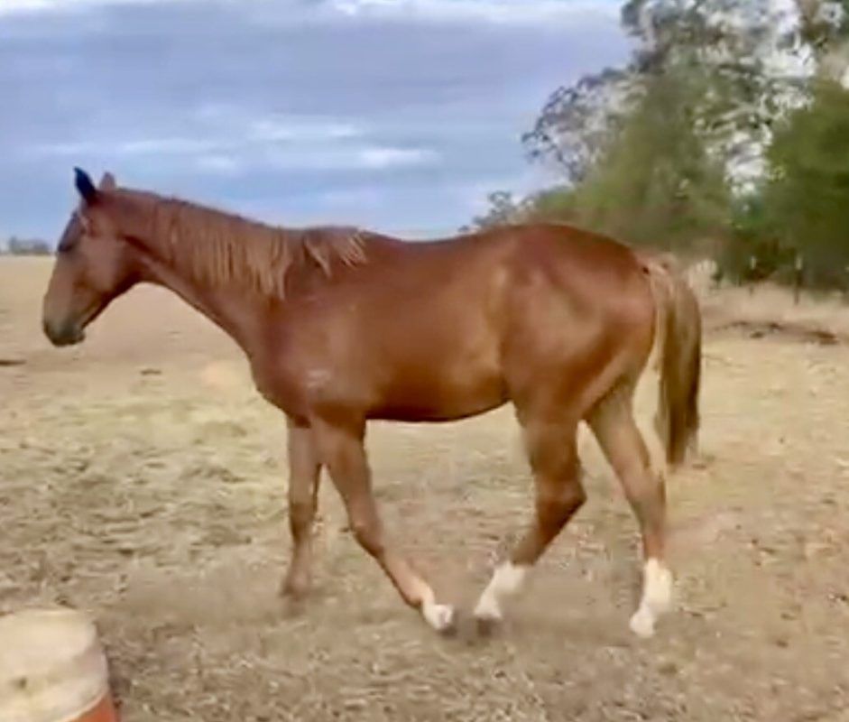 Un-named (Prized Icon – Tugboat)