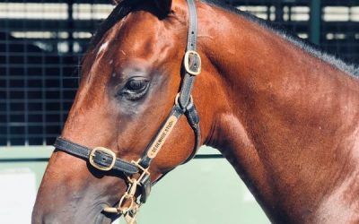 2019 Magic Millions – Purchase