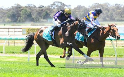 Hollandia Gets the Bob at Bendigo