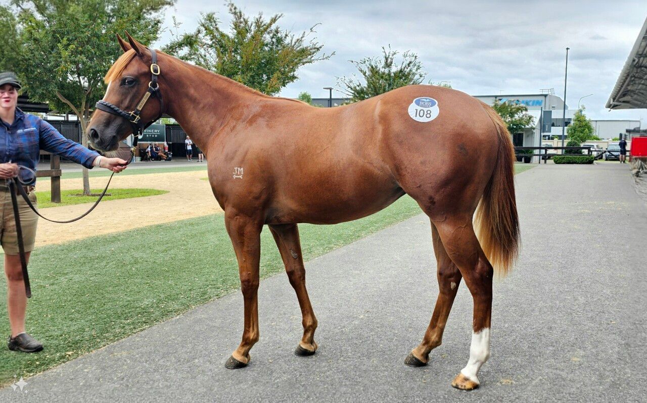 Capitalist X Battleofwinterfell Elite Thoroughbreds Is A Sydney Based