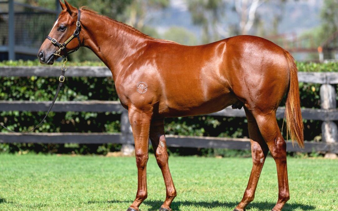 Capitalist – Sensibility