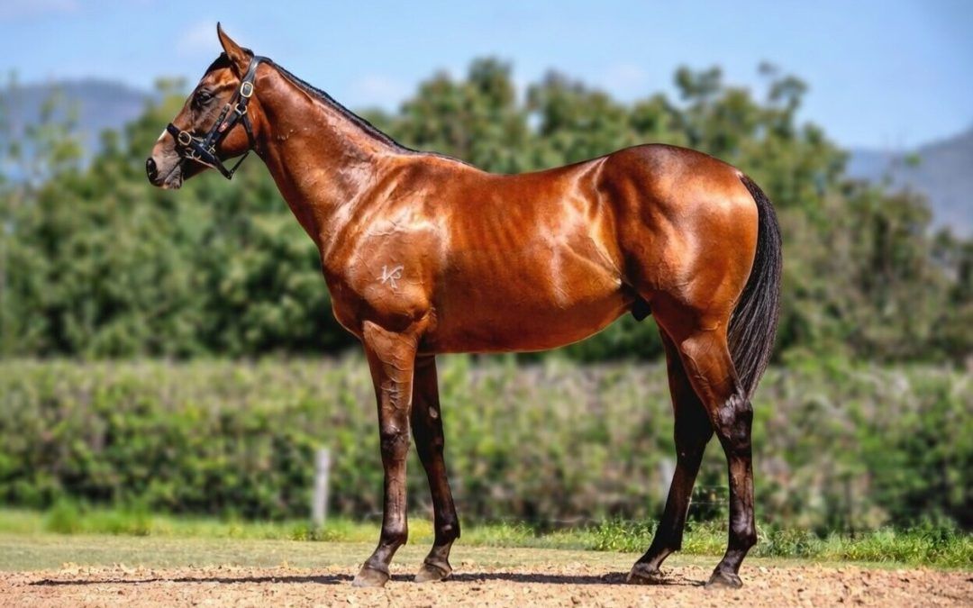 Trapeze Artist – Deep Expectation