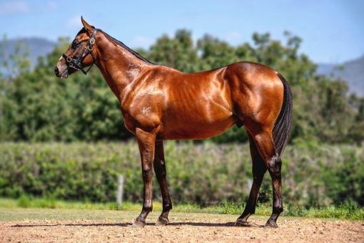 Trapeze Artist - Deep Expectation