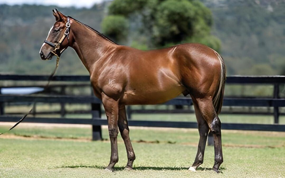 Trapeze Artist – Deep Expectation