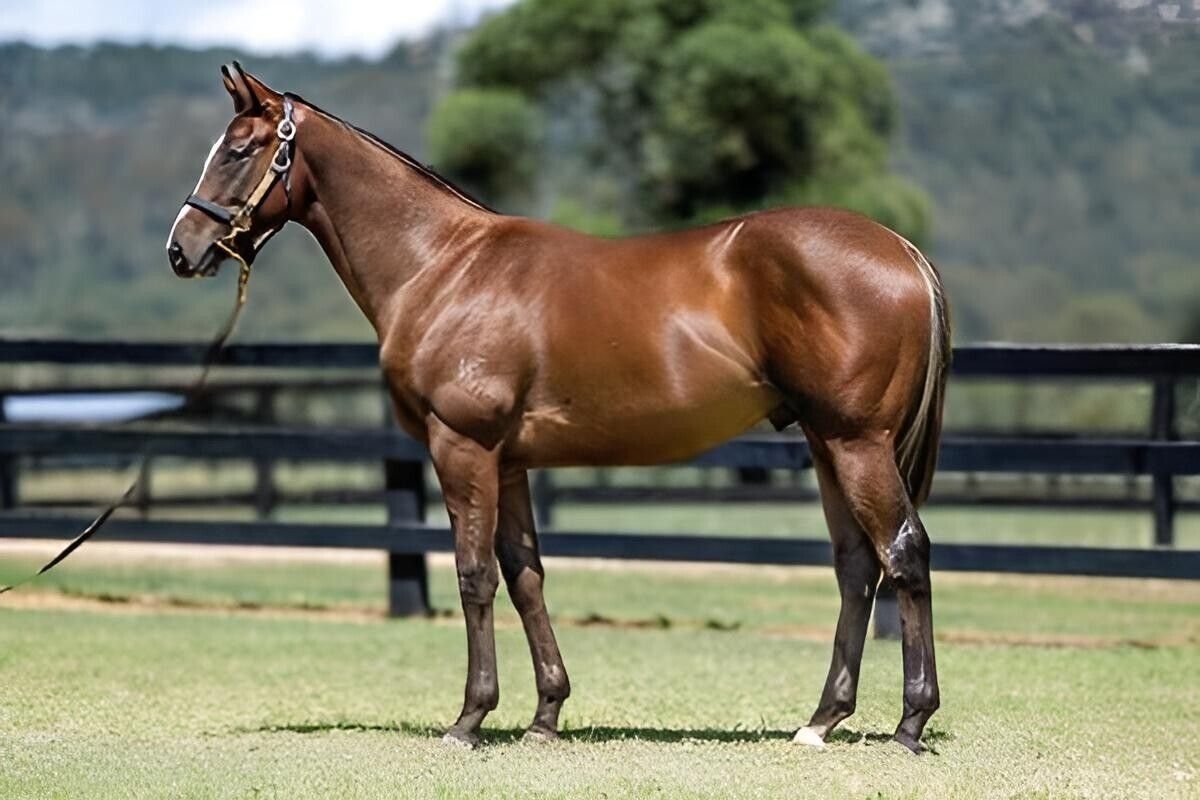 Trapeze Artist – Deep Expectation