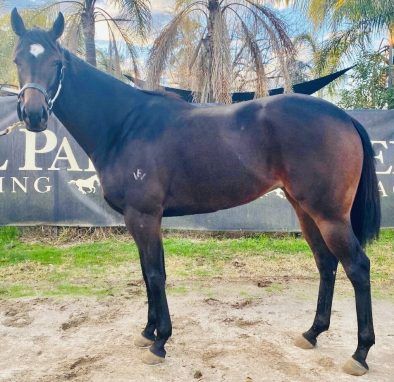 Doubtland X Sandy Desert