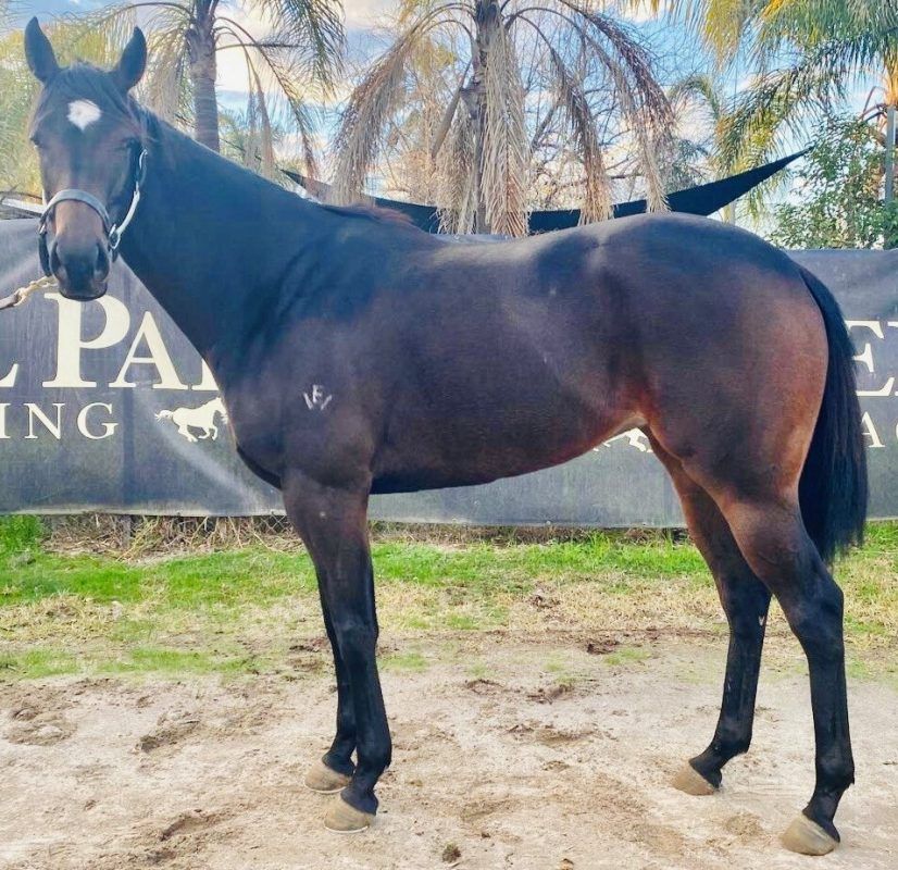 Doubtland X Sandy Desert