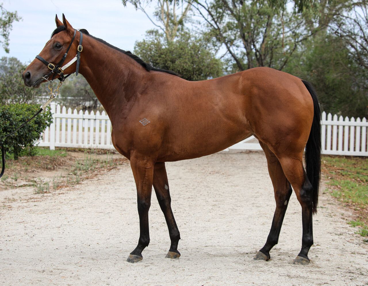 Theladylovescash - Hazel Park Racing