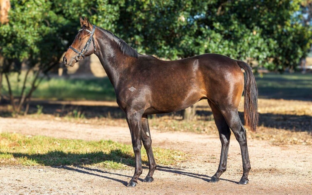 Lonhro X Bennelong Dancer