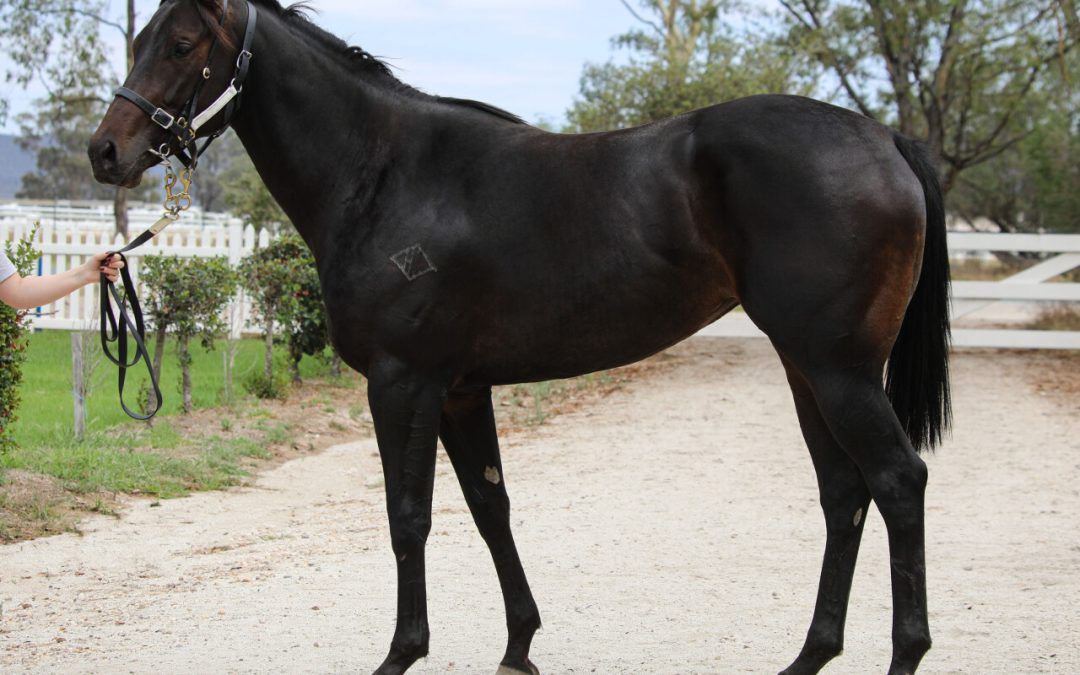 Impending x Bennelong Dancer