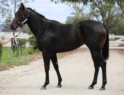 Willow (Impending - Bennelong Dancer)