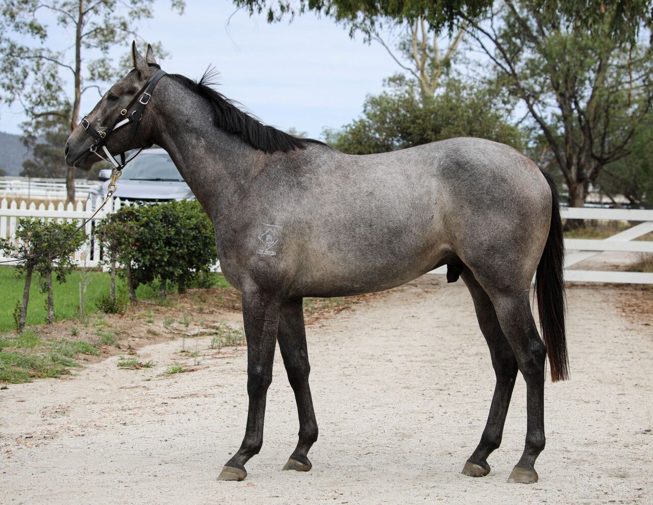 All Too Hard X Easier - Hazel Park Racing