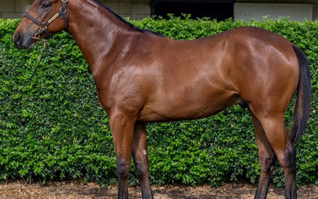 Spirit Of Boom – Trail Of Glory