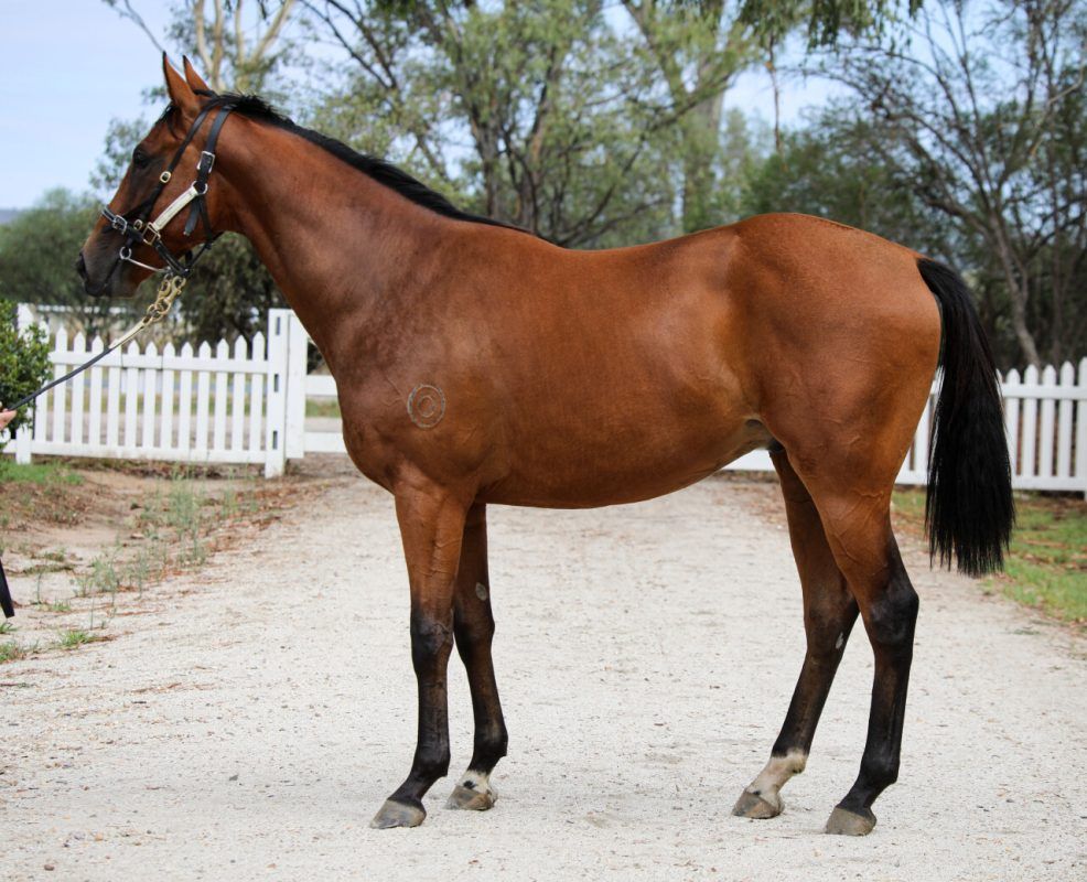 Zousain – Ripe Plum