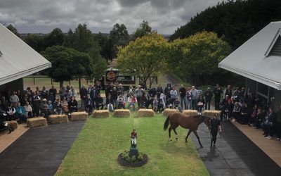 Yearling Parade 2019